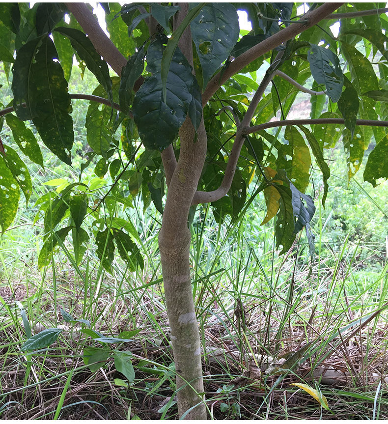三叉苦树苗三桠苦正宗三丫苦药材种子苗落叶鸡骨树带