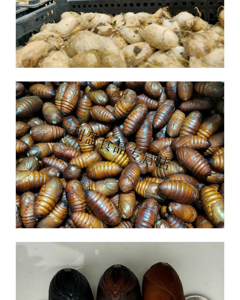 辽宁鲜活柞黑蚕蛹黄蚕蛹新鲜食用黄蝉蛹东北茧蛹批发500g1斤小黑蛹
