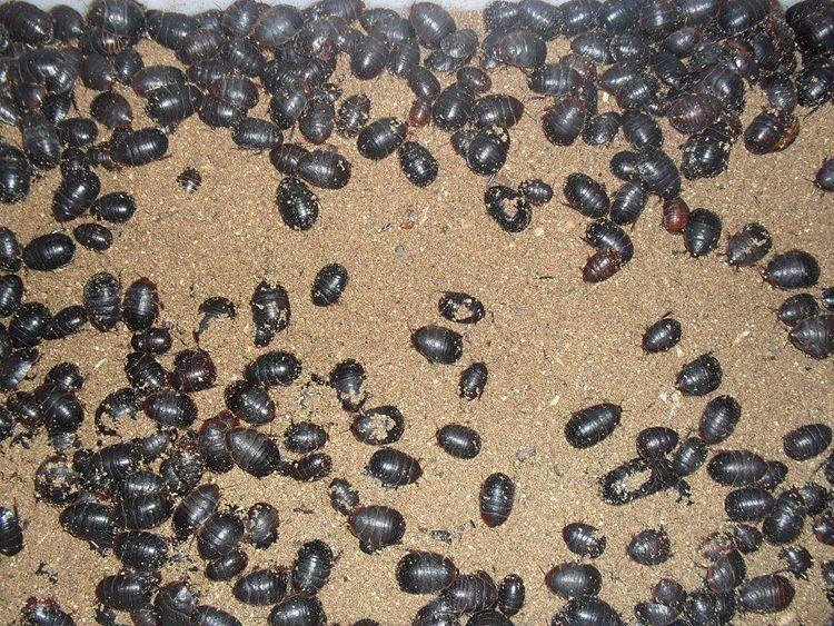 荣郁土元虫活体活土元批发土鳖虫活的养殖非野生地鳖子中药材颈肩腰腿