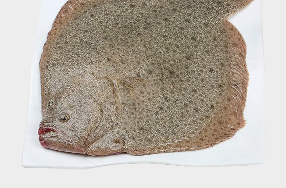 活冻多宝鱼新鲜比目鱼大菱鲆海鲜鱼类批发水产冷冻海鲜 每条5-7两 2条