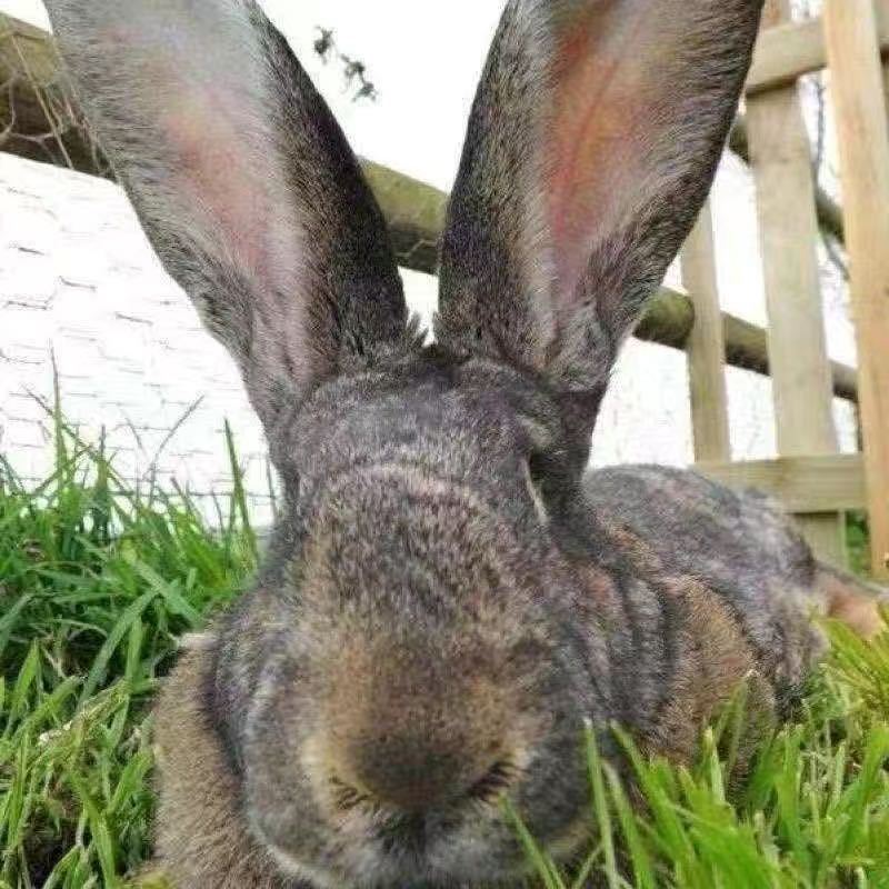 【推荐】新品喜马拉雅巨兔活体兔子大流士大型肉兔子养220斤包活 青色