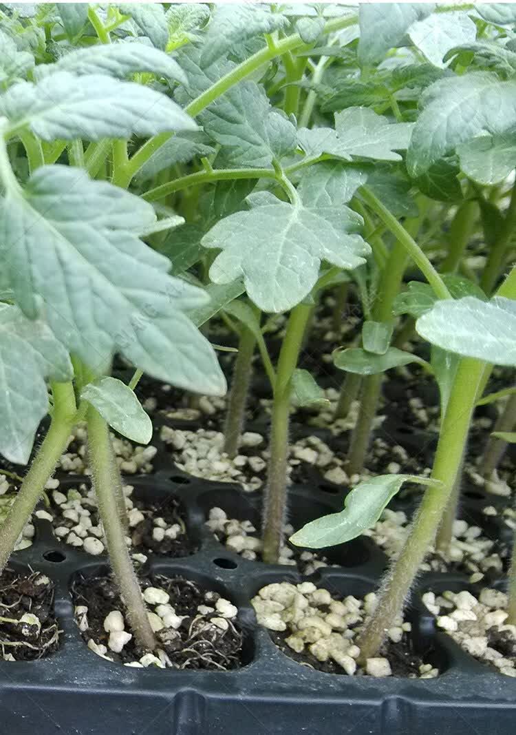 樱桃小番茄苗矮生盆栽千禧水果盆栽西红柿秧阳台种植秋冬蔬菜幼苗黄