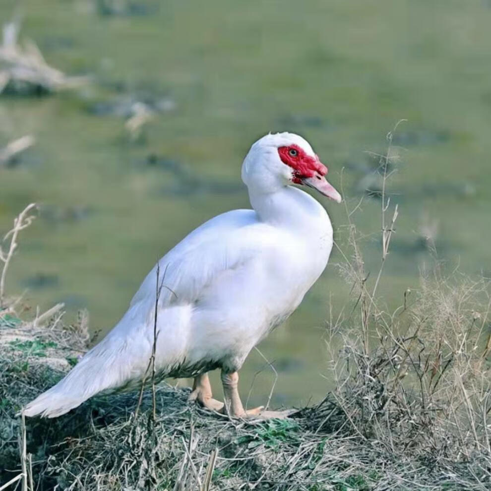 福建闽南正番鸭山林散养三年土鸭老番鸭子整只新鲜现杀顺丰杀前45斤杀