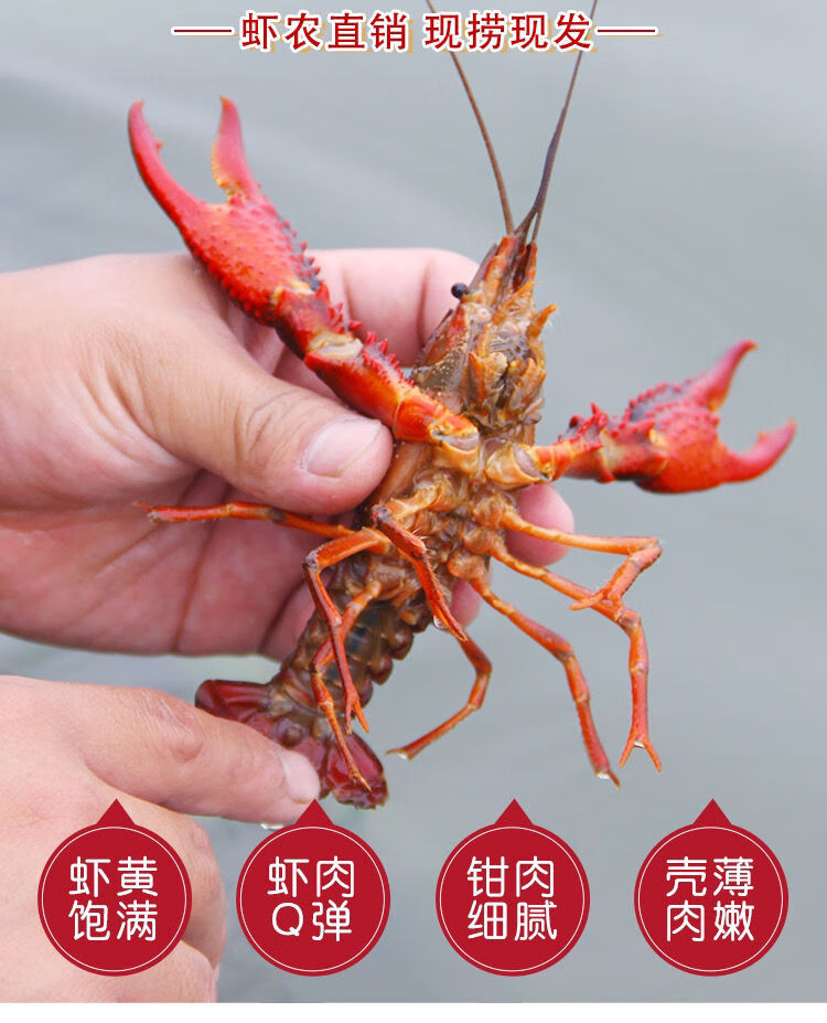 789钱钱湖北荆州潜江鲜活小龙虾水产洪湖清水虾稻田虾青红壳活虾456钱