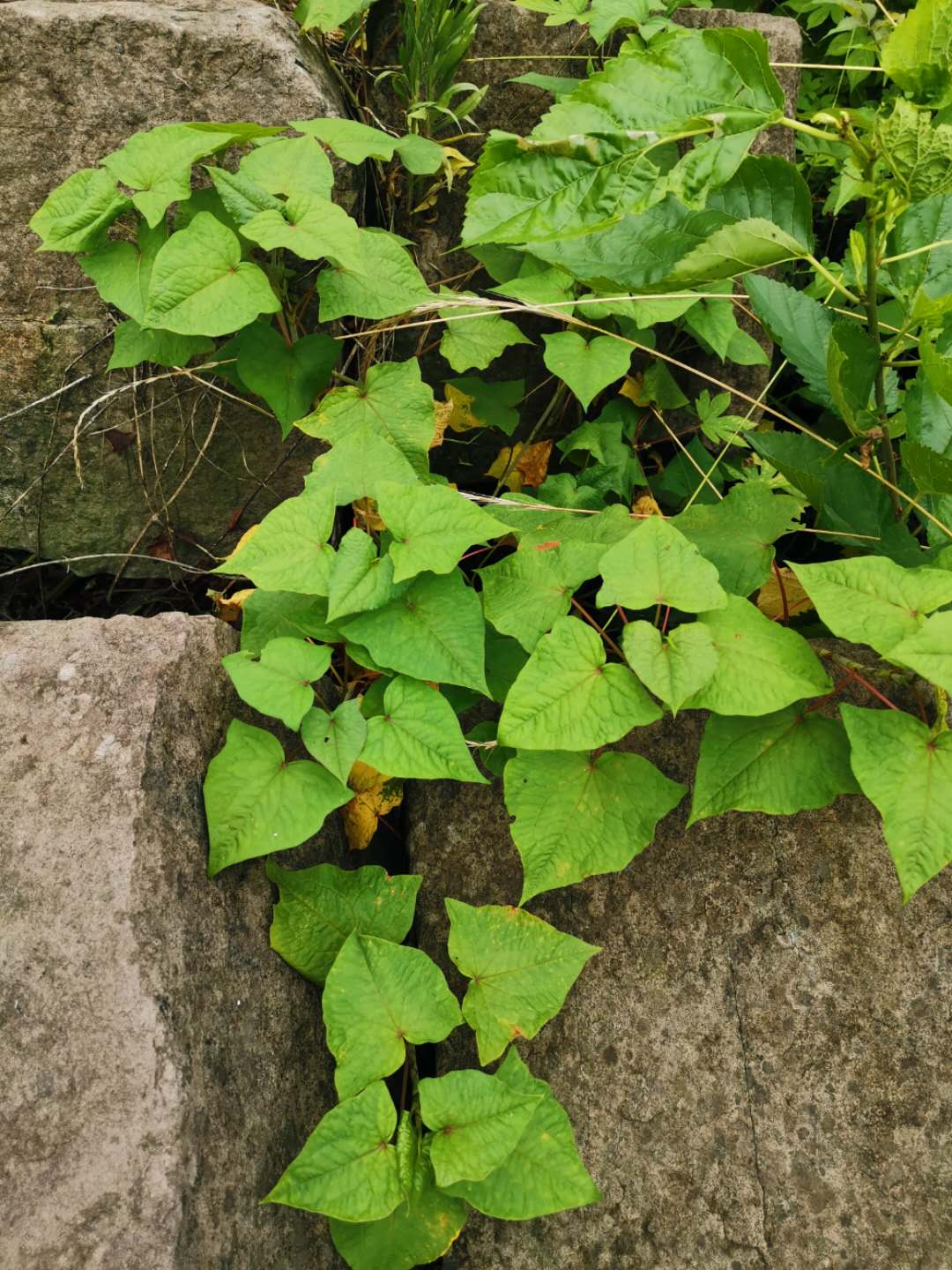 四川新鲜现挖野荞麦根2斤土三七疙瘩装苦荞麦根 野生天荞麦金开锁