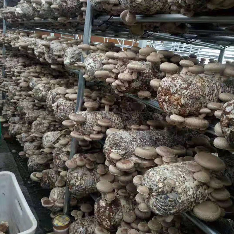 椴木香菇菌种食用菌菌包蘑菇菌棒多肉家庭阳台种植 香菇菌包/袋()