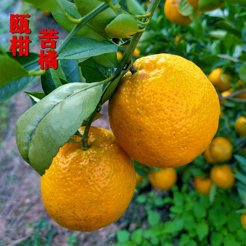 现货速发正宗瓯柑苦柑苦橘10斤5斤桔子新鲜欧柑孕妇水果苦柑年货5斤中