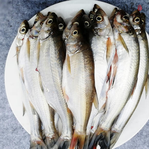 顺丰现货新鲜大白刁翘嘴白鱼刁子鱼小白刁淡水鱼约123斤及以上1只约27