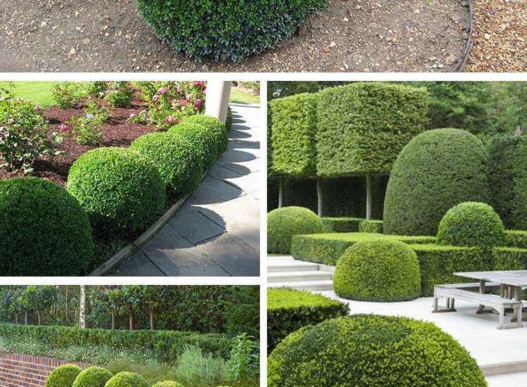 檀雅坊瓜子黄杨球形小叶黄杨树苗金边冬青球园林庭院绿化树苗木四季