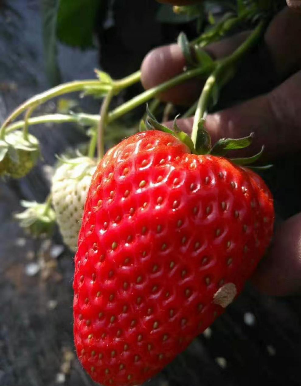 青樱红荔(顺丰空运)河北保定满城九九草莓 久久草莓 新鲜当季水果