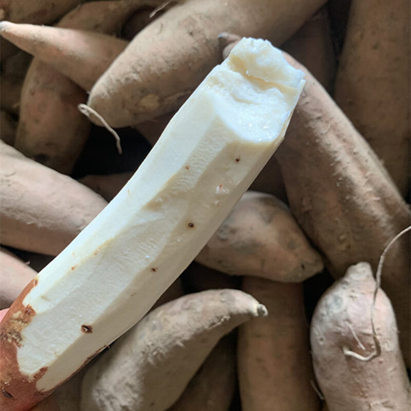 山东白心哈密冰糖薯新鲜白心蜜薯糖心红薯农家自种沙地番薯地瓜 5斤