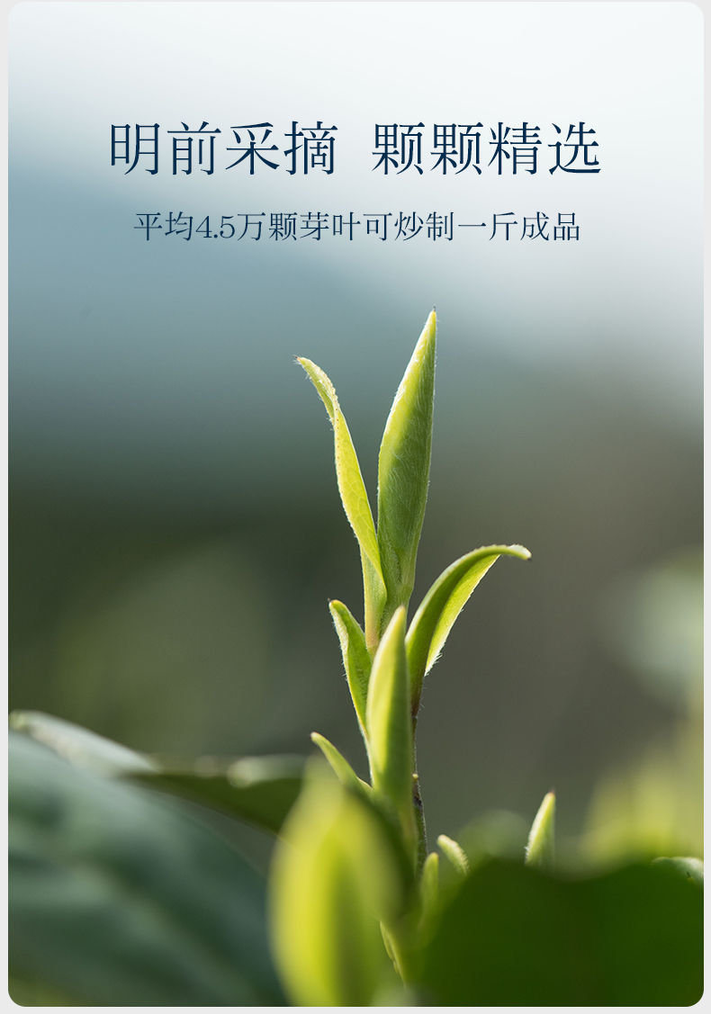 手工2021明前头采嫩芽白茶茶叶250g新茶正宗黄金芽安吉工艺茶 手工