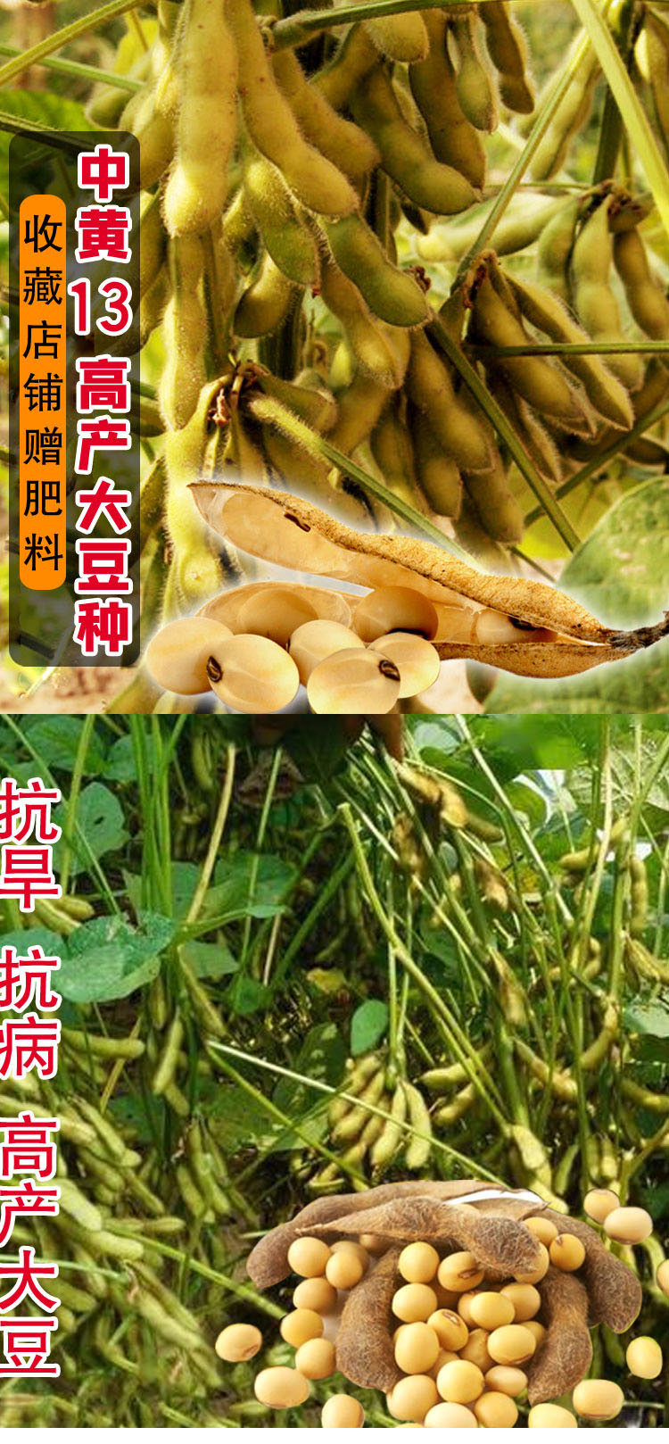 大豆种子农户大面积种植黄豆种籽中黄13中黄57高产亩产千斤中黄5720斤