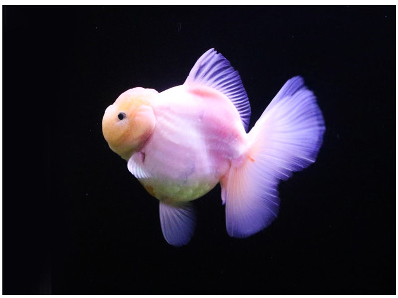 百褶裙精品泰狮1金鱼活体观赏鱼原泰冷水新手活鱼渔场78红黑百褶苗