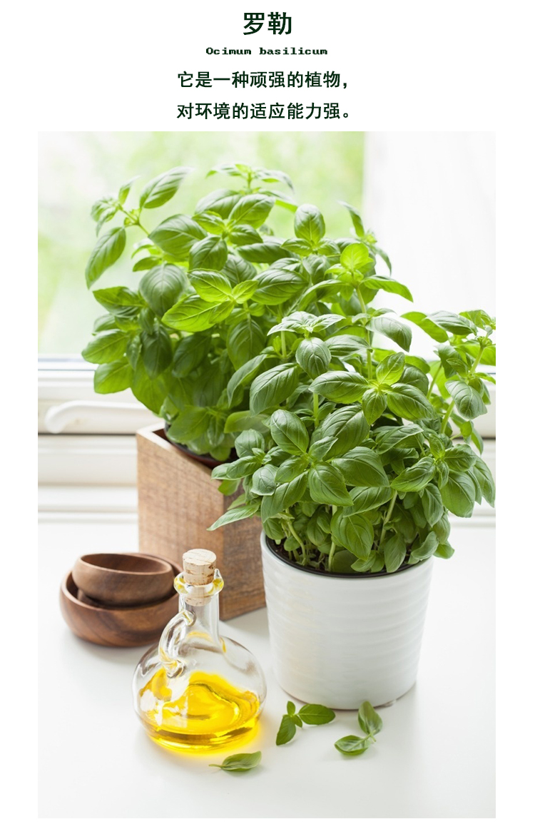 九层塔大叶甜罗勒盆栽可食用香草薄荷迷迭香牛至藿香西餐糕点香料薄荷