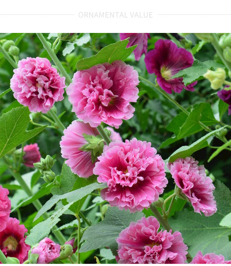 重瓣蜀葵盆栽花苗日本春庆系列庭院花卉耐寒好养活 5盆 颜色随机 不含