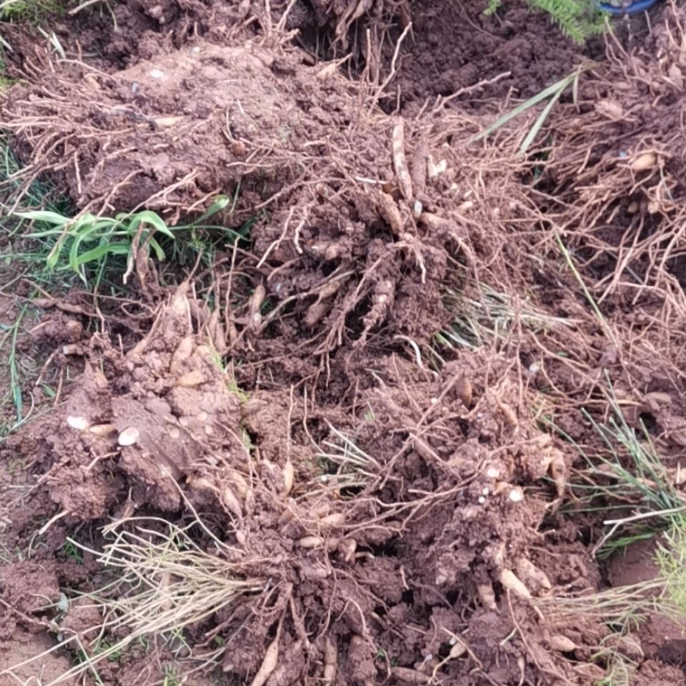 北京同仁堂 四川野生天冬草泡酒新鲜天门冬中药材川天冬根新货大门冬