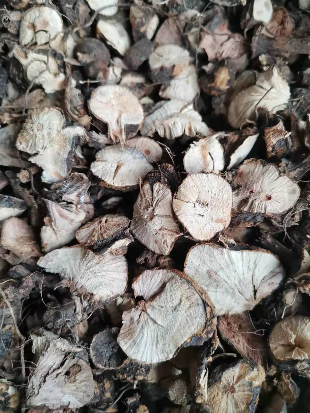 四川新鲜现挖野荞麦根2斤土三七疙瘩装苦荞麦根 野生天荞麦金开锁 种