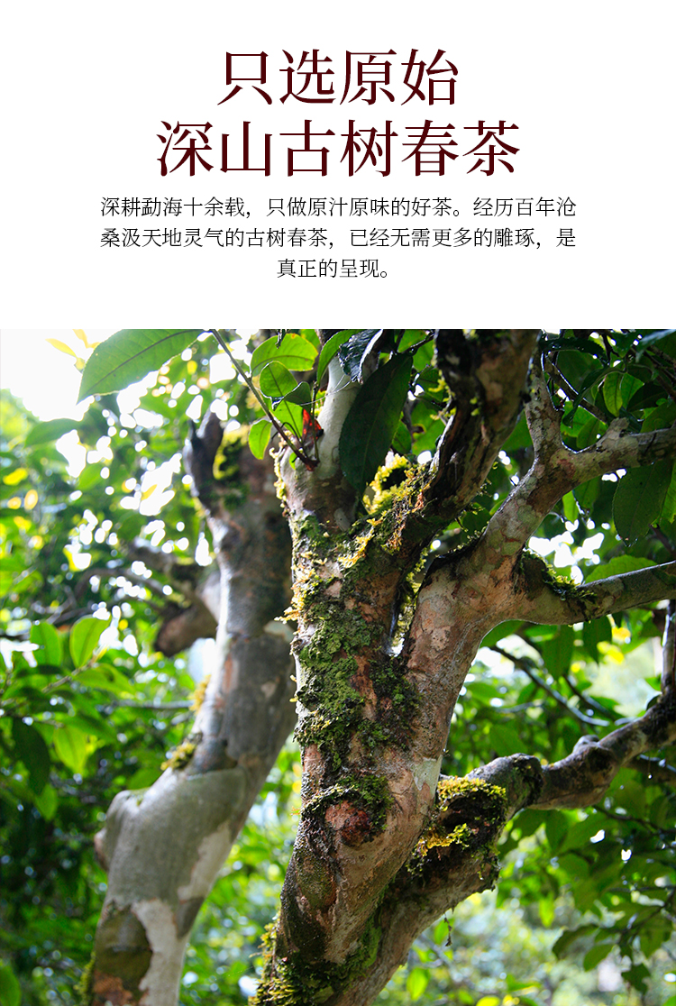 布朗山普洱生茶七子饼古树茶叶勐海云南老班章普洱茶生茶饼357g7