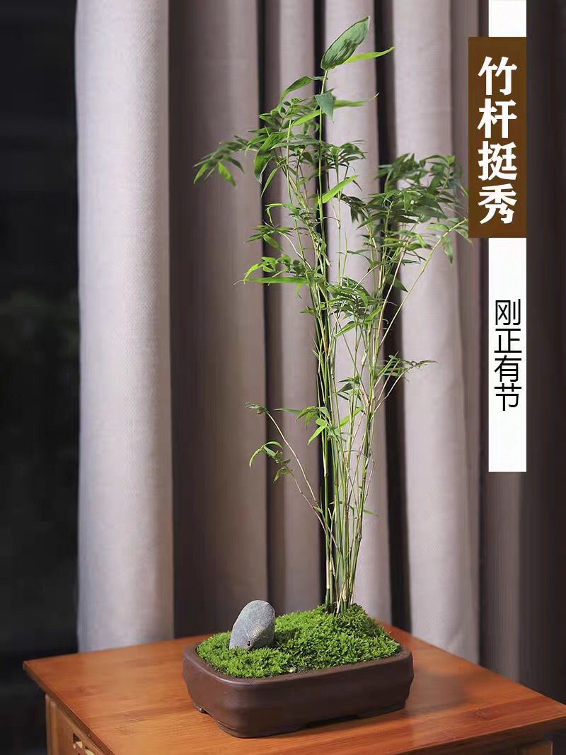 络咚棠**轻奢米竹室内盆栽小型凤尾竹盆景庭院室内桌面绿植微盆景苗