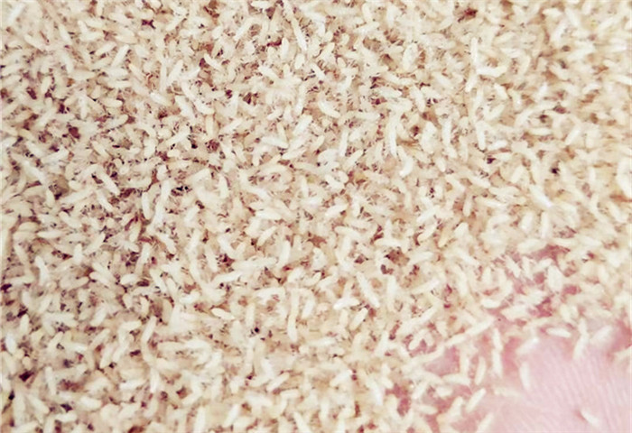 金蝉苗幼苗养殖知了猴卵幼虫蝉蚁小苗种活体孵化好爬叉卵枝条pucai