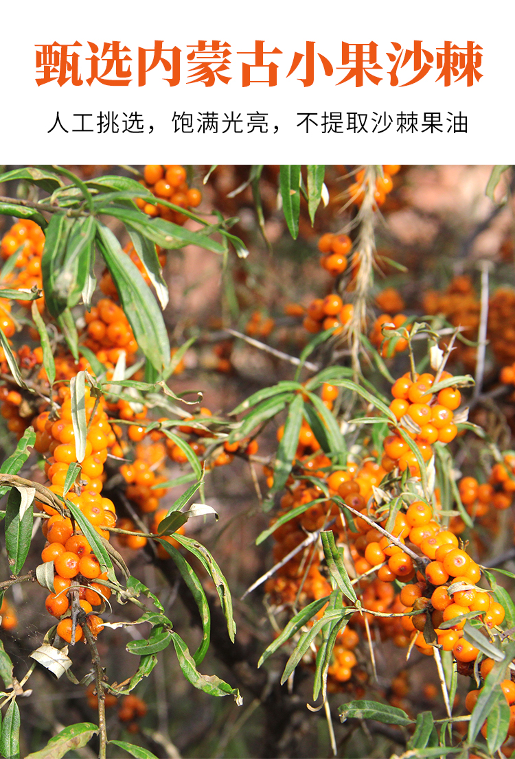 5折新疆沙棘原浆30ml包内蒙沙棘籽油8蒙草小果沙棘果油鲜果1月套餐
