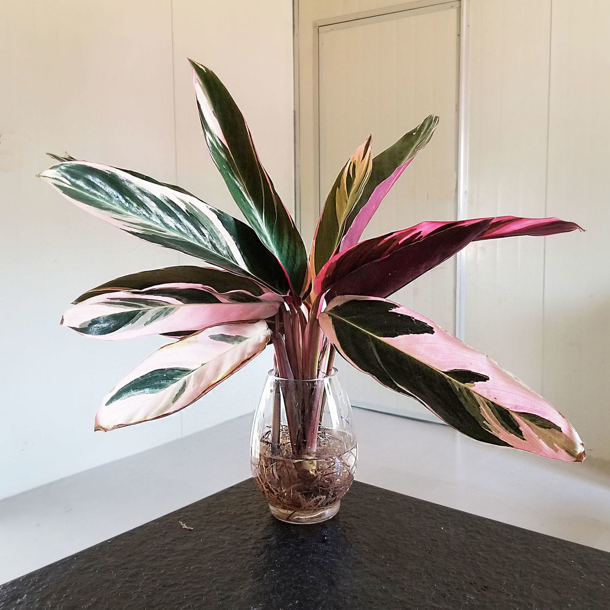 凤凰羽水培养植物室内绿植花卉盆栽富贵竹水养好养懒人花两棵凤凰羽一