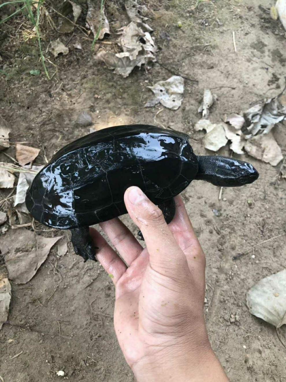 外塘黑腹墨龟苗活体全黑小乌龟中华草龟苗镇宅风水长寿顶墨苗顶墨后代