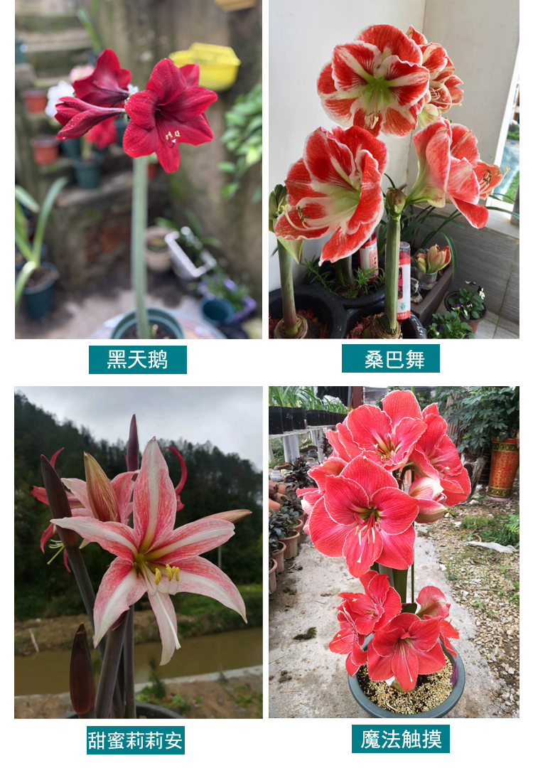 朱顶红超大种球带花苞盆栽植物易活球根花卉好养种球倾城美女2830cm