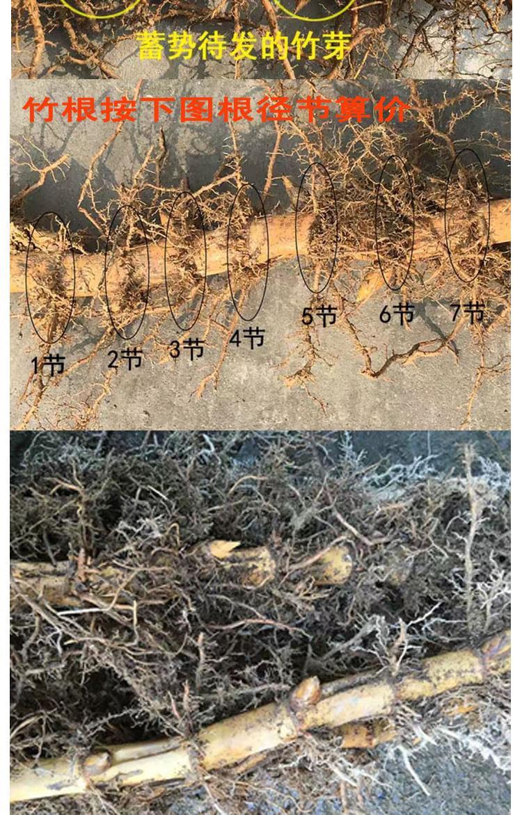 竹根苗竹苗甜笋实心竹苗楠竹根食用竹笋笛子专用竹苗楠竹笋苗1棵裸根