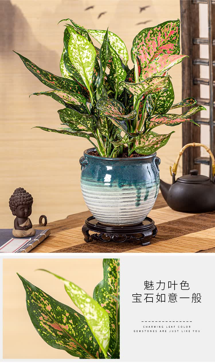 轻奢芊阙如意皇后花盆栽植物室内客厅吉祥花绿植火红万年青吉祥如意