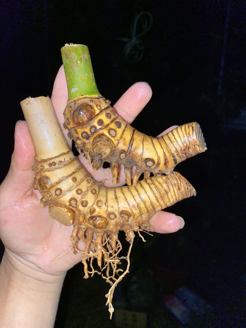 山头林村轻奢小叶簕竹根苗勒竹桩盆景盆栽室内外文人艺术岭南稀有品种