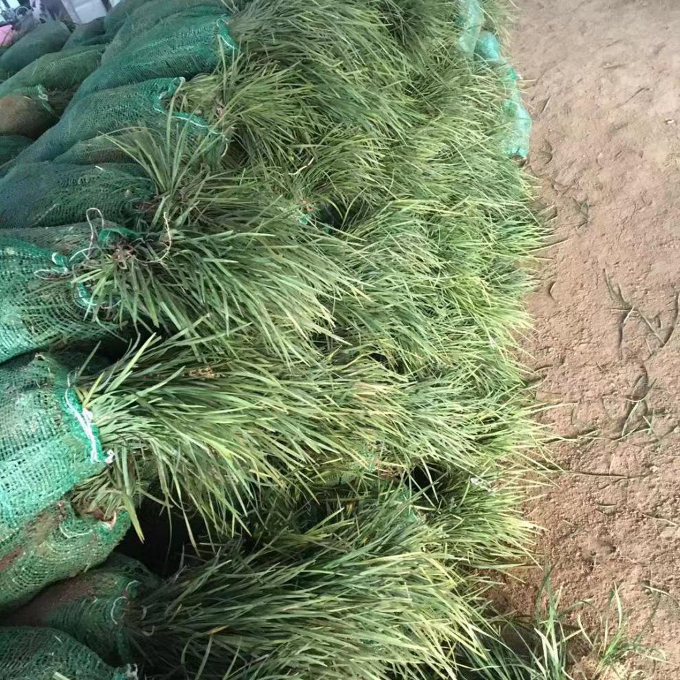 绿化苗花坛篱笆沿边植物青叶耐寒植物麦冬草四季常青 500斤中叶麦冬草