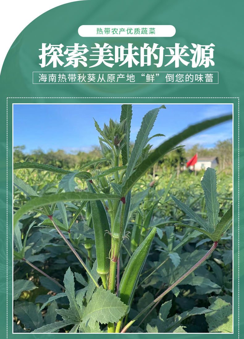 农场现摘现卖秋葵新鲜蔬菜鲜嫩当季秋葵批发羊角豆1斤5斤生鲜秋葵净重