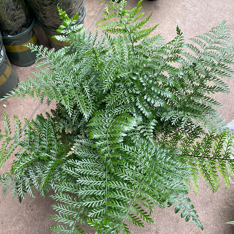 网红室内客厅四季常绿除蕨类植物多年生净化空气花 大盆吉姆蕨【原盆