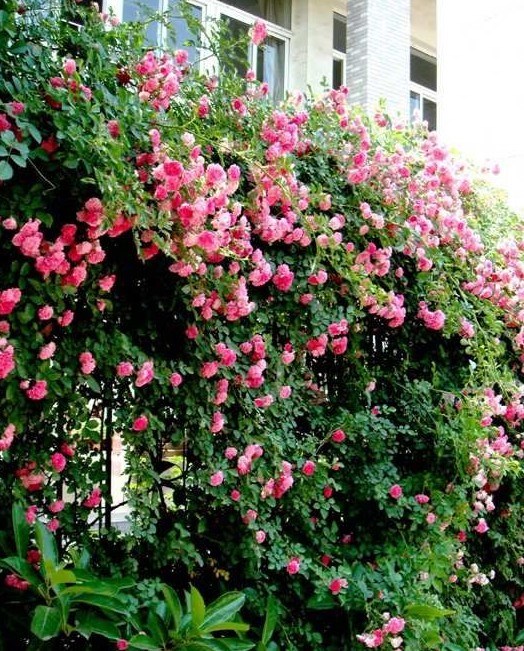 四季播種薔薇花玫瑰藤本花卉花種子盆栽爬藤植物爬牆快花籽易種薔薇