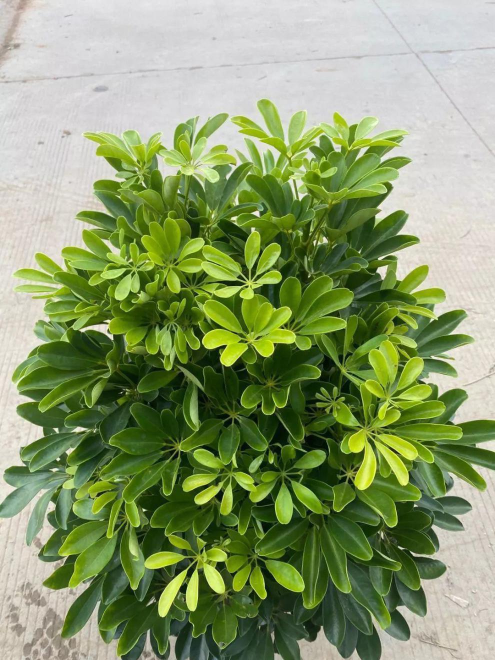 鸭脚木大盆栽鹅掌柴办公室客厅室内外绿植除甲醛清新空气植物花卉 高