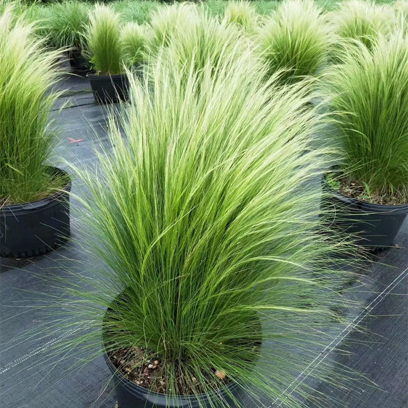 雨花蝶 墨西哥羽毛草盆栽細葉針茅苗花鏡植物庭院陽臺造景綠植多年生