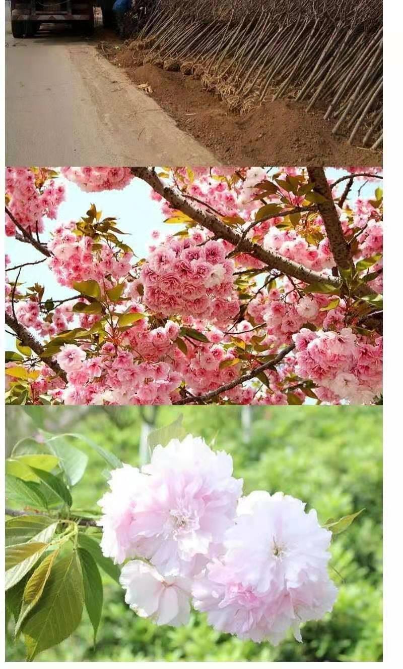 櫻晚櫻櫻花小苗庭院樹苗綠化苗木櫻桃染井菊野5cm粗當年開花贈生根粉