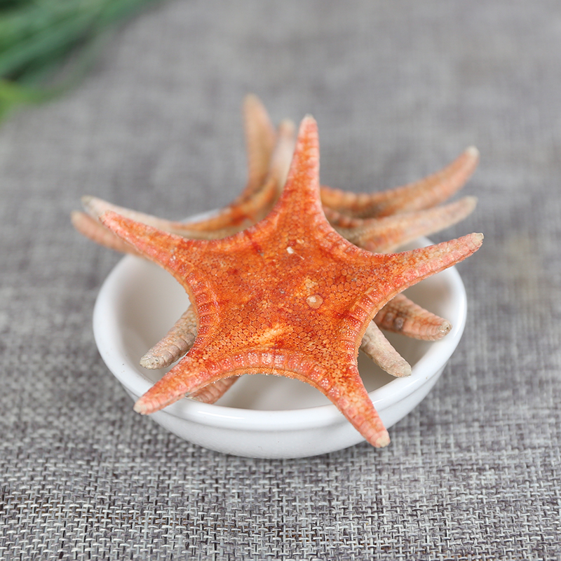 小海星干货刺棘海星干海五星中药材500g散装食用海盘车煲汤泡酒料