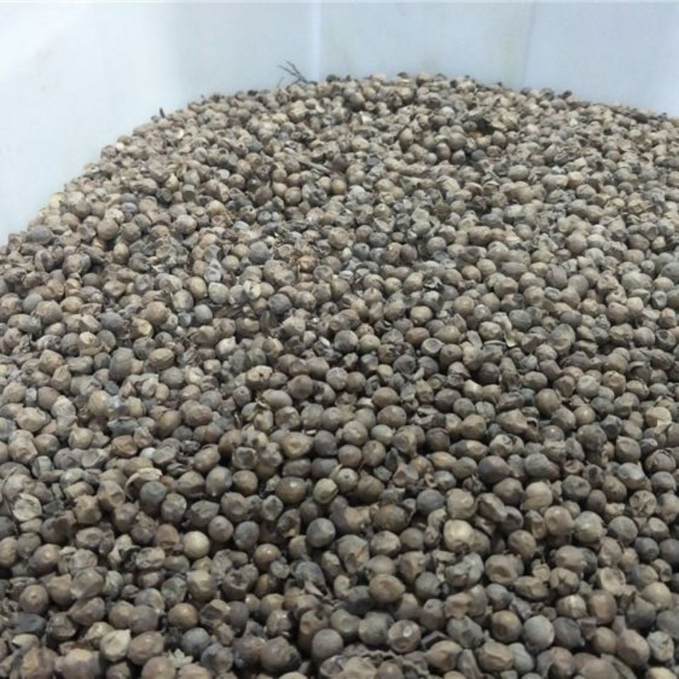 植物花卉别名水竹芋水莲蕉多年生草本 花乡邻里 再力花种子半斤【图片