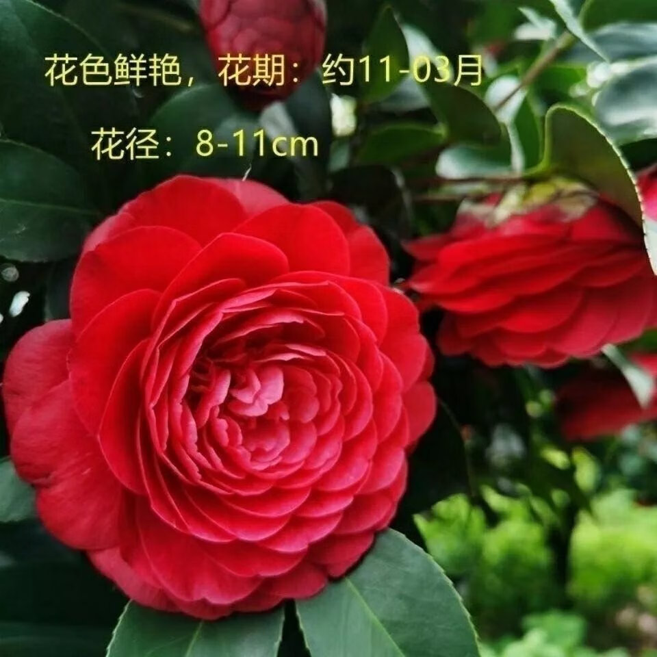 11，【現發】六角大紅赤丹茶花樹苗耐寒耐熱室內花卉盆栽四季綠植室外 大紅二年苗單枝條