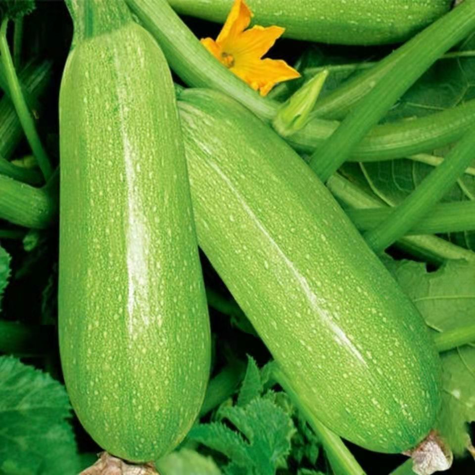 新鲜蔬菜西葫芦三月瓜笋瓜茭瓜倭瓜5斤3斤嫩角瓜青番瓜白瓜9斤9斤防冻