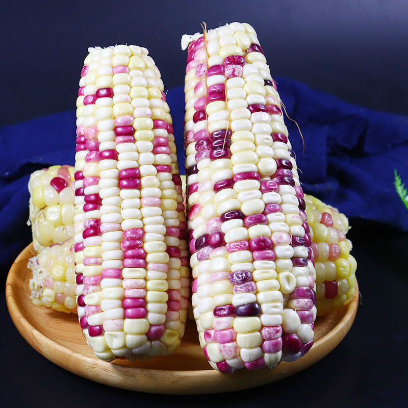 现货直发花糯玉米新鲜当季蔬菜现摘批发时令农家玉米棒甜苞米带箱910