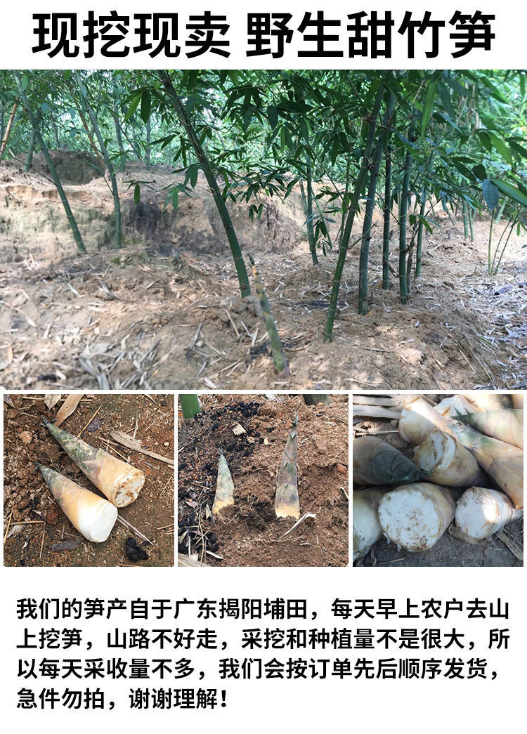 埔田竹笋基地图片