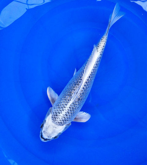 观赏鱼纯种日本松叶锦鲤金松叶银松叶红松叶锦鲤活体风水鱼冷水鱼 金