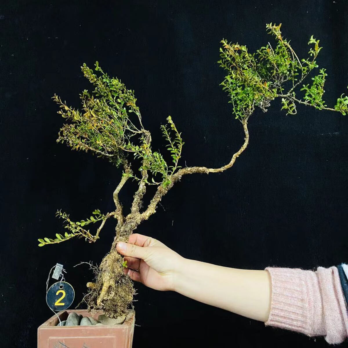 云南正宗珍珠黄杨1月11号新货盆景盆栽素材小叶片小光亮常绿 2号珍珠