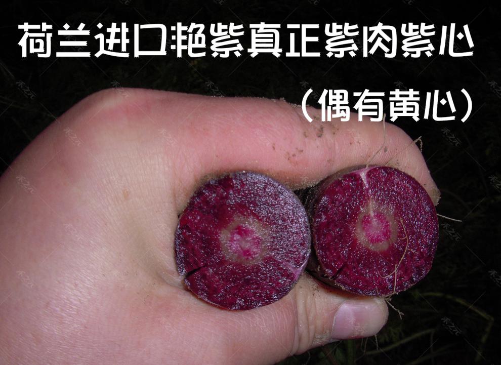 季紫色胡萝卜种子孑秋冬季人参水果艳紫春秋四季进口种籽 紫太阳胡