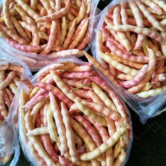 东北油豆角黄金钩豆角新鲜鼓豆豆角勾勾黄豆角空运直达新鲜勾黄3斤