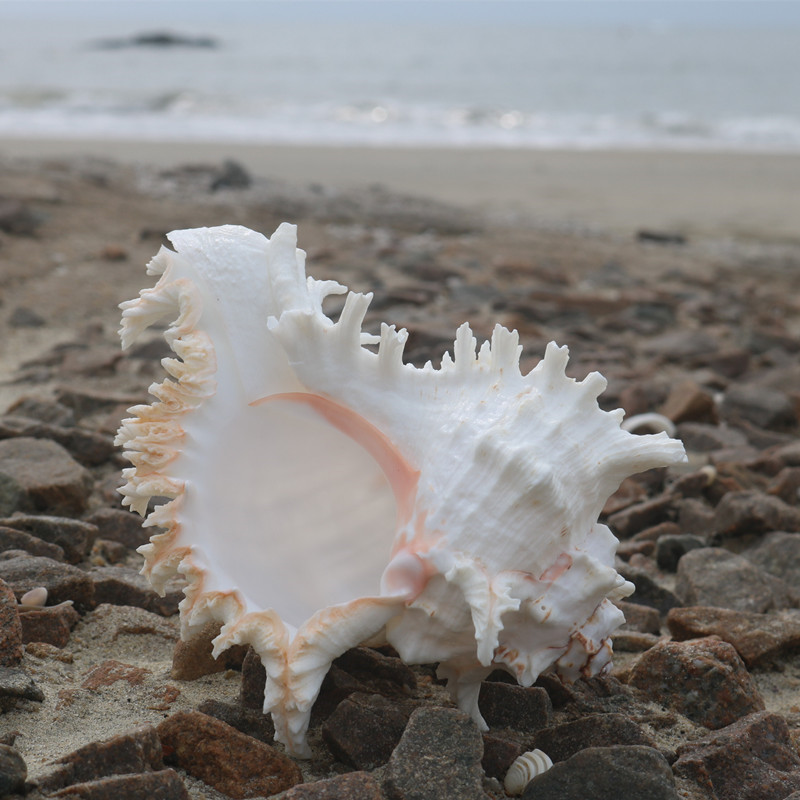 2022新款海螺贝壳工艺品天然大海螺贝壳白千手螺家居摆件鱼缸造景水族